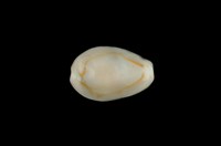 藏品(金環寶螺)的圖片